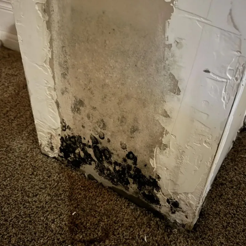 Professional Mold Removal in Pennsboro, WV